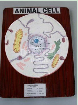Animal Cell Outline. 3d animal cell cake.