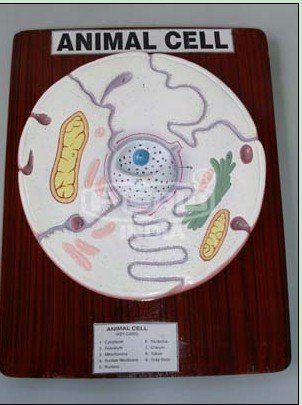 3d animal cell cake. 3d animal cell model project.