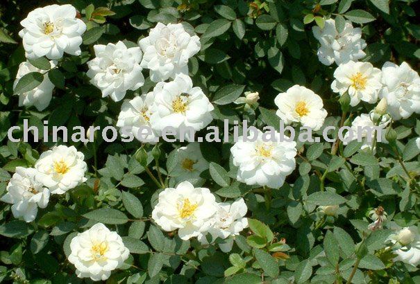 white rose flowers. rose flower kent - ground