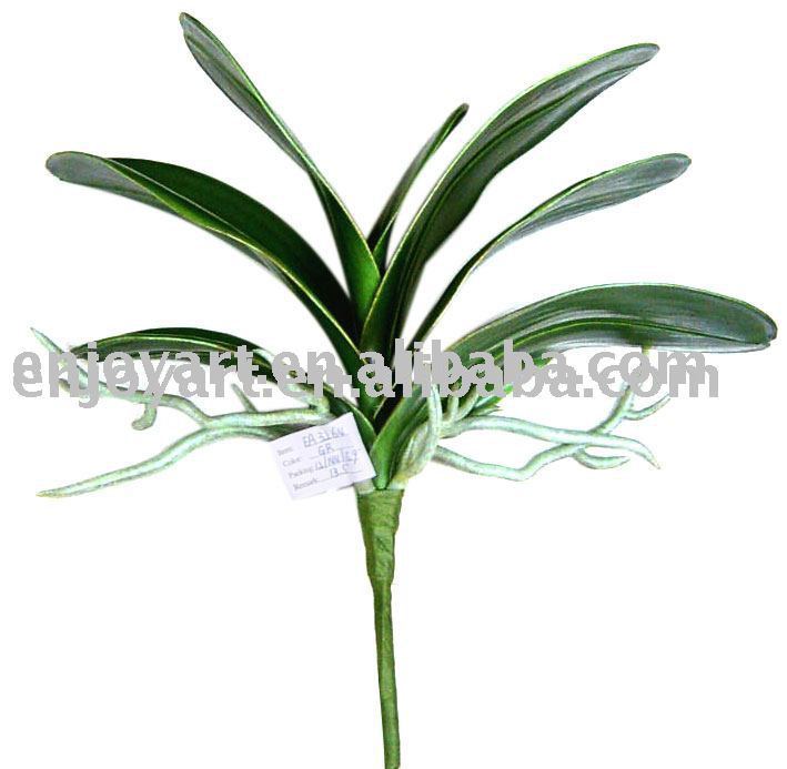 bush plant. Orchid Leaf Bush Plant