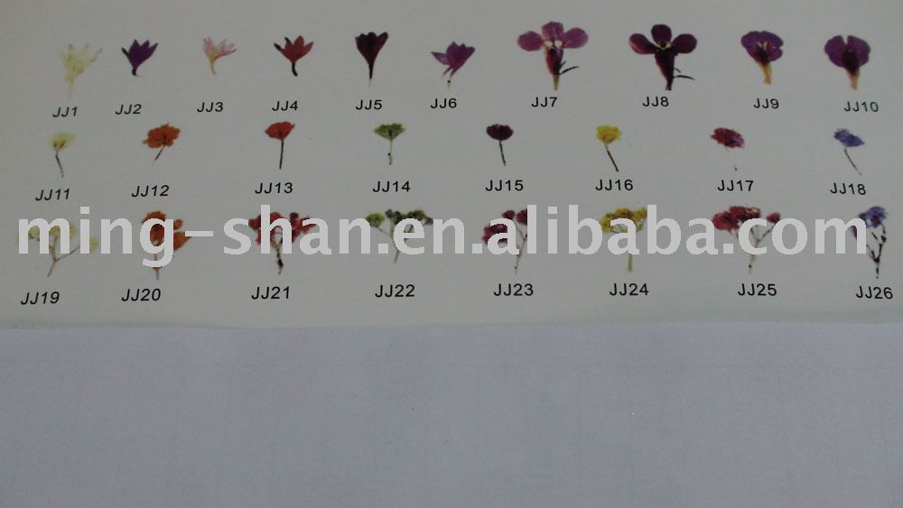 flower nail designs. dry flower for nail care nail