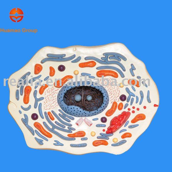 Animal Cell Outline. animal cell model with labels.