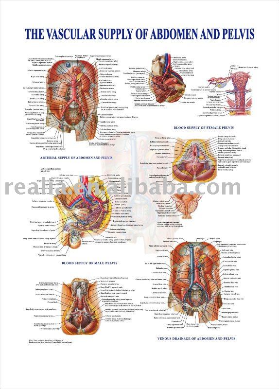 Anatomy Chart