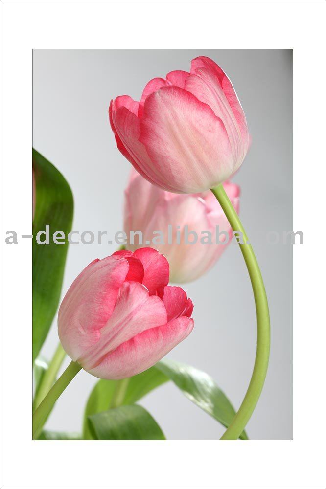 wallpaper hd flowers. HD Digital Print, Printing