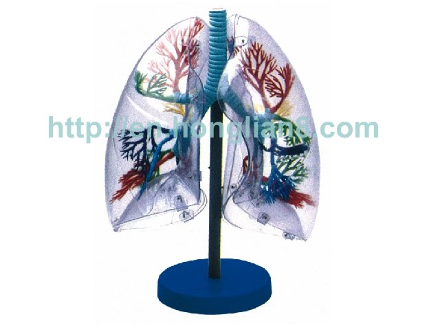 Transparent Lung Segments Model(anatomical model)
