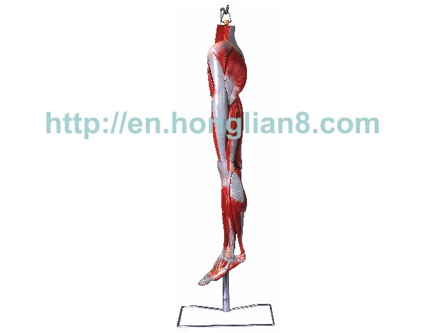 muscles of leg. Muscles of Leg with Main