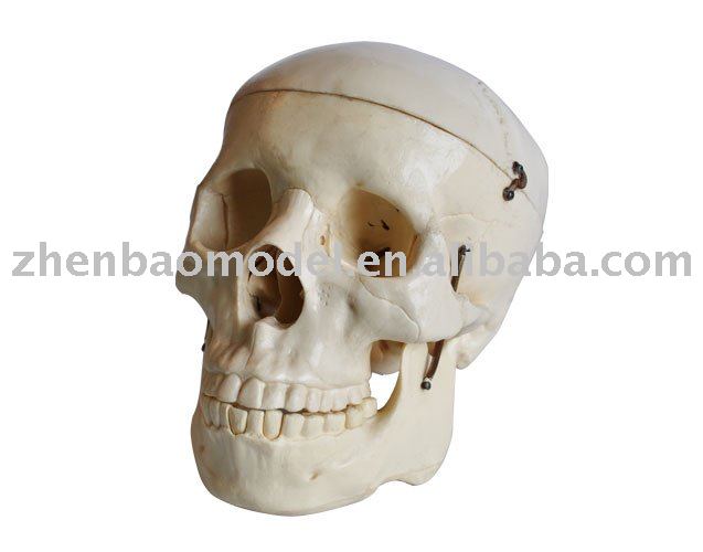 human skeleton model. Anatomical Model, Skeleton