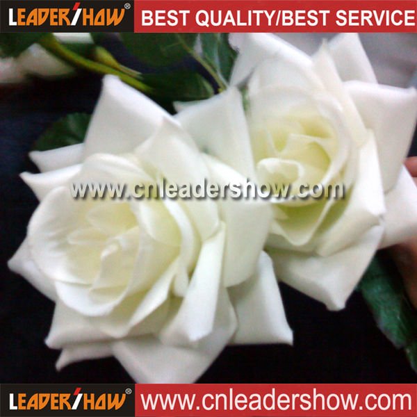 Black And White Rose Flower. Chinese Rosa Hot White Rose