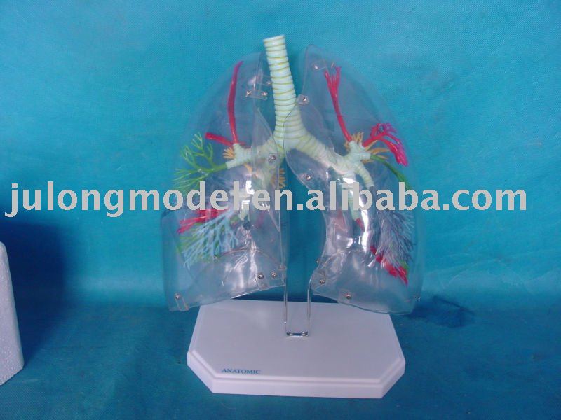 See larger image: HUMAN TRANSPARENT LUNG SEGMENTS MODEL. Add to My Favorites. Add to My Favorites. Add Product to Favorites; Add Company to Favorites