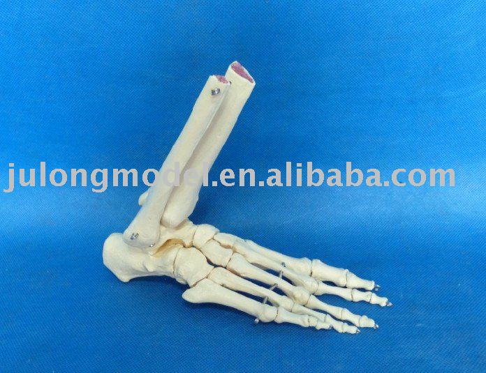 human skeleton model. HUMAN SKELETON MODEL(China