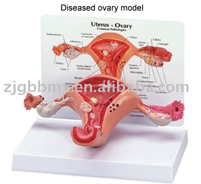 Photo Model on Female Reproductive System Model Image Search Results