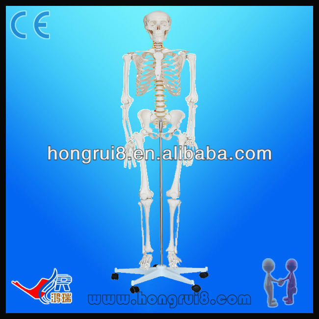human skeleton model. Human skeleton model (180CM)