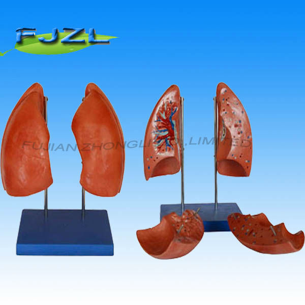 You might also be interested in Lung segments model, engine model, new model and bikini model.
