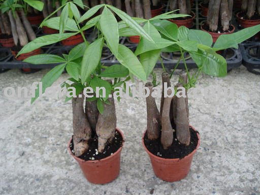 money tree bonsai. pachira onsai tree indoor