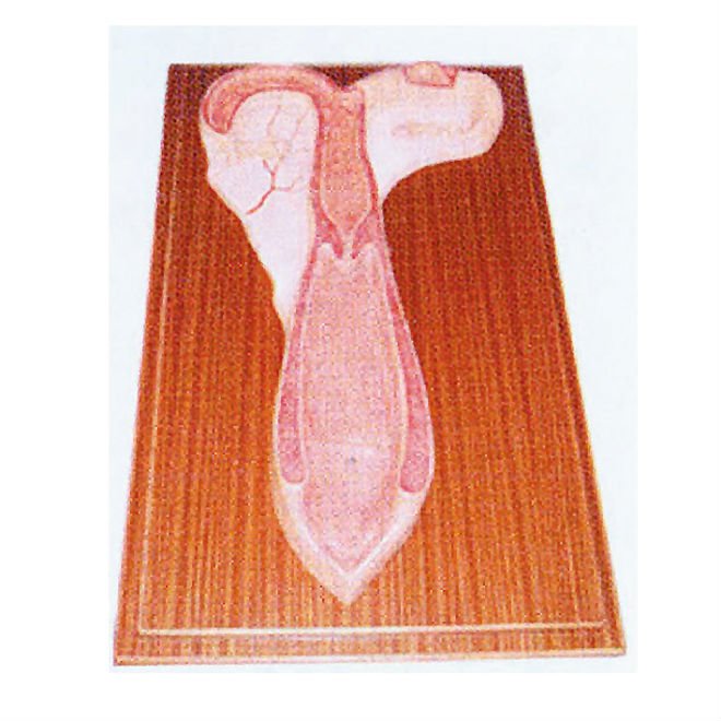 canine uterus anatomy