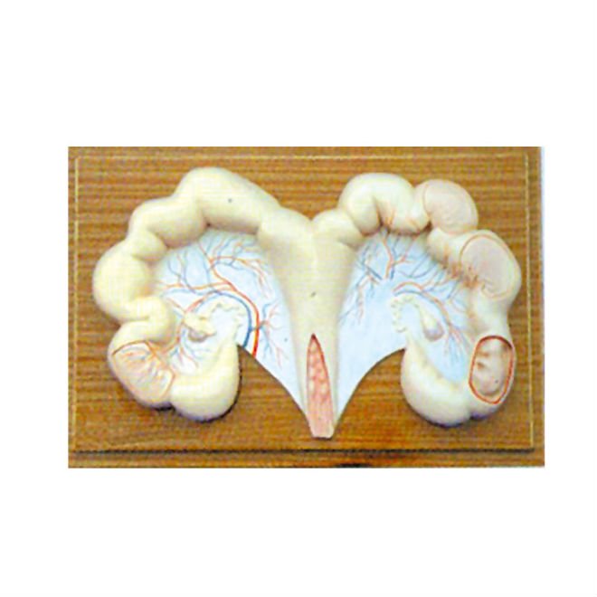 canine uterus anatomy