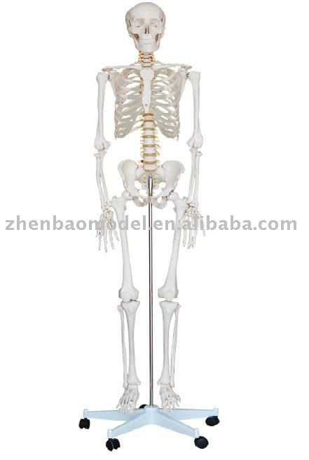 human skeleton model. See larger image: Human Skeleton Model. Add to My Favorites. Add to My Favorites. Add Product to Favorites; Add Company to Favorites