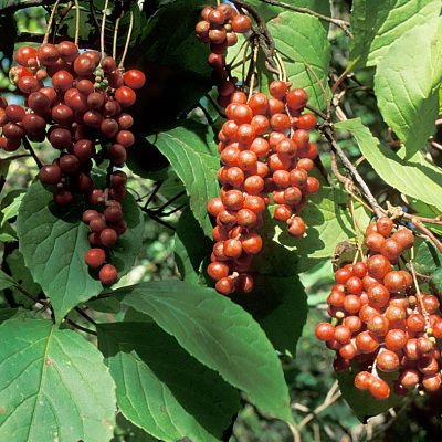 Schizandra Berries