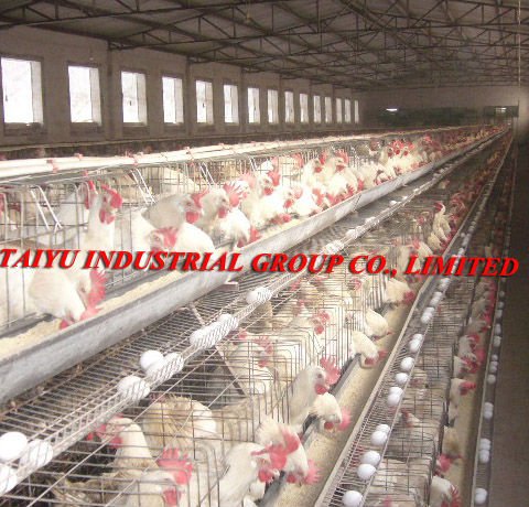 Chicken Cages Design