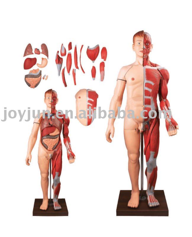 organs in human body. HUMAN BODY MUSCLES WITH