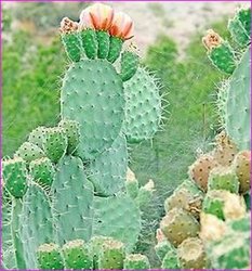 Cactus Extract Hoodia Gordonii - Buy Hoodia G