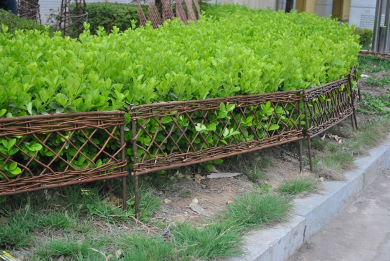 Willow Border