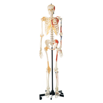 Human Skeleton with One-side human skeleton model. Human Skeleton with One-side