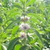 Bugleweed Herb