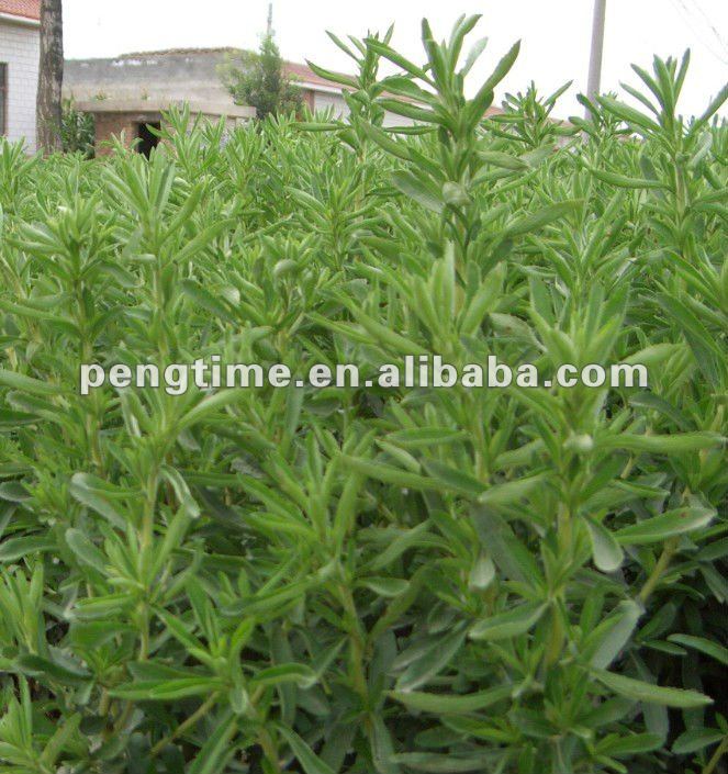 Dried Stevia Leaves