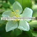 linden flor extracto para complementario&nbsp;de&nbsp;salud