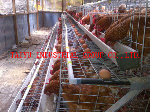 chicken houses for sale in kenya, View chicken houses for sale in 