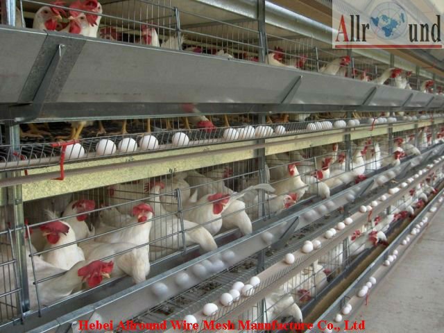 chicken laying cage/poultry house design/poultry farming equipment