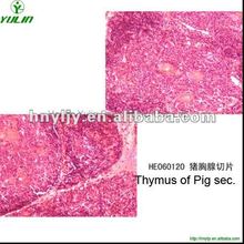pig thymus