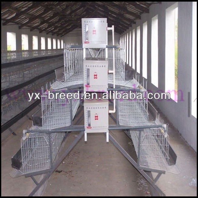 Poultry house design for layers yourself, chicken cream of mushroom