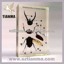 Insect Specimens For Sale Australia