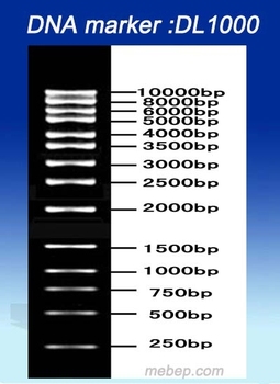 dl10000 plus dna marker looking for distributor!