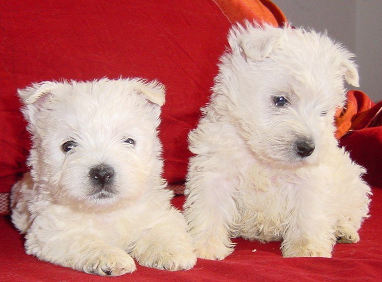 See larger image WESTIES 