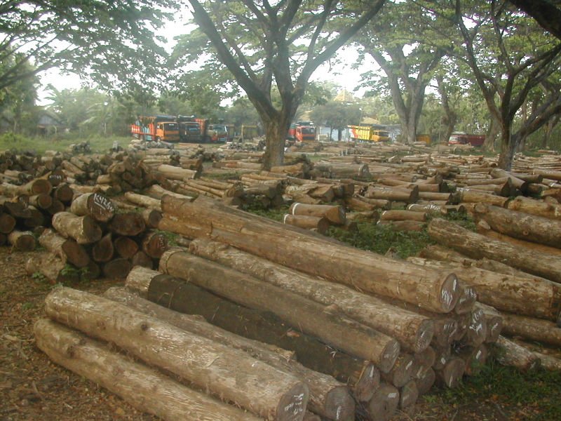 Teak Log, Meranti wood,