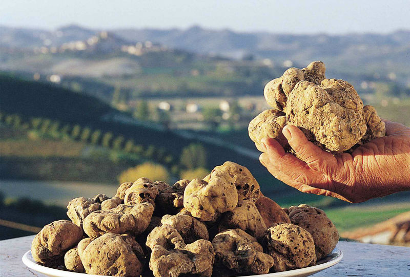 Fresh White Truffles (tuber Magnatum Pico) - Buy White Truffles For ...