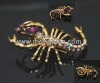 scorpion brooch