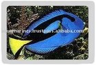 Blue Palette Tang fish Wholesale Tropical Fish