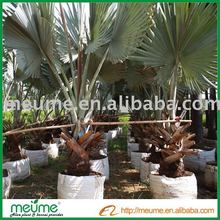 Large Lady Palm