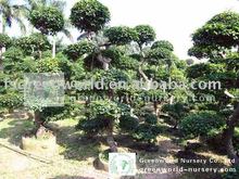 Bonsai Tree Prices In Pakistan