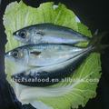 trusted seafood for pacific mackerel