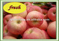 2012 new crop fresh apple with ISO GLOBAL GAP HACCP