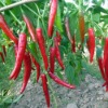 Xiongliang hybrid f1 hot pepper seeds