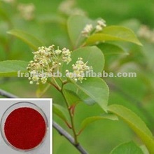 Tripterygium wilfordii Extract