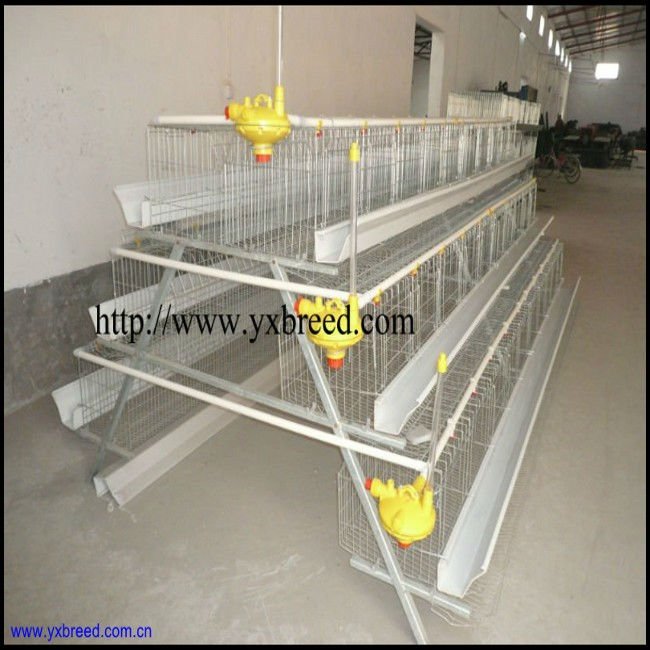 Home &gt; Product Categories &gt; A Type Automatic Chicken Rearing Equipment ...
