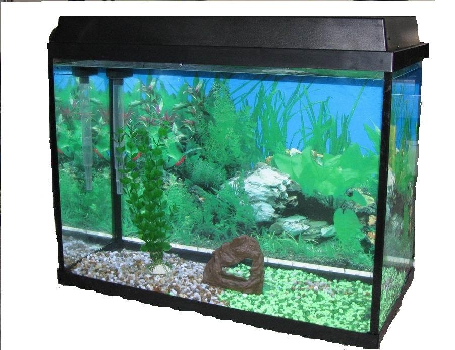 glass aquariums. 60L Glass Fish Aquarium Tank