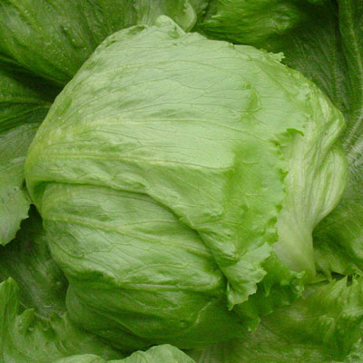 Promotional Lettuce Harvester, Buy Lettuce Ha